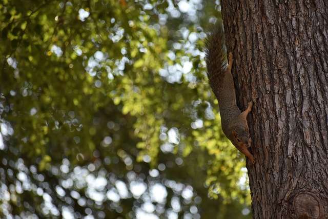 将前置时果 将前置时果